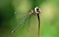 Western willow spreadwing (Chalcolestes viridis)